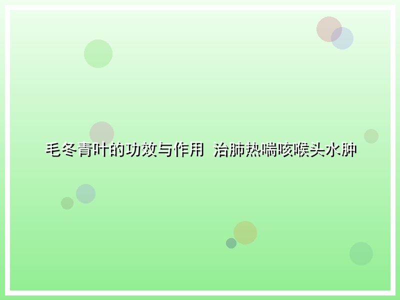 毛冬青叶的功效与作用 治肺热喘咳喉头水肿