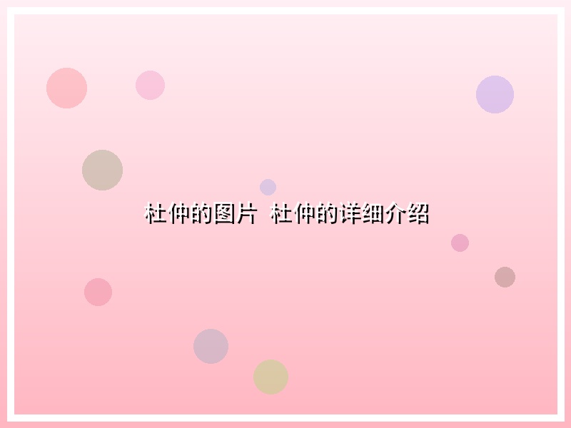 杜仲的图片 杜仲的详细介绍