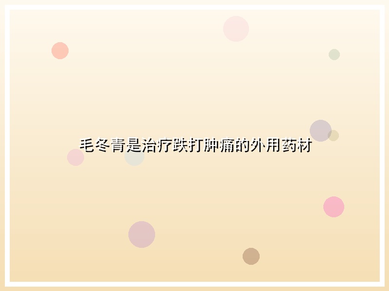 毛冬青是治疗跌打肿痛的外用药材