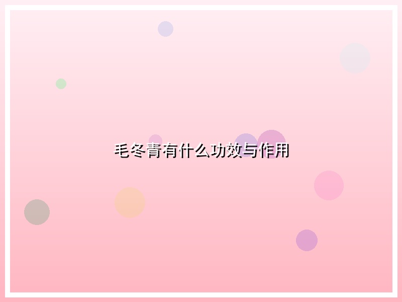 毛冬青有什么功效与作用