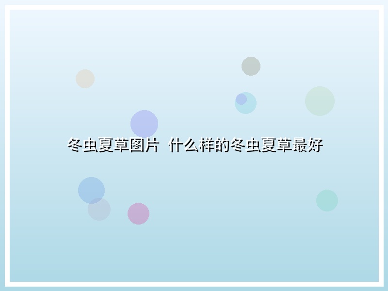 冬虫夏草图片 什么样的冬虫夏草最好