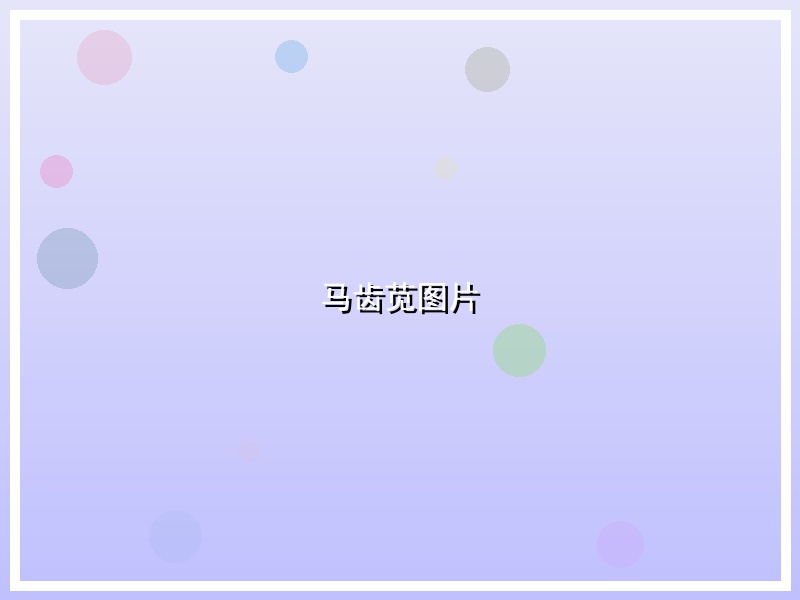 马齿苋图片