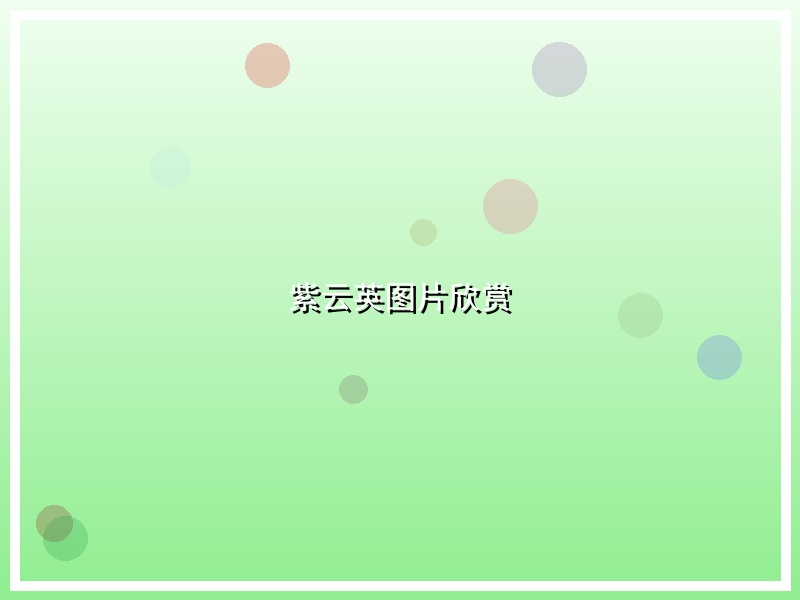 紫云英图片欣赏
