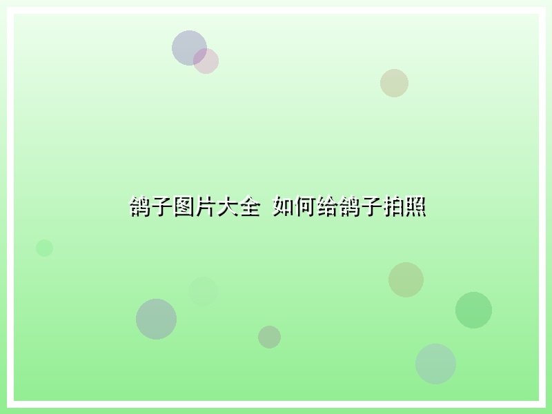 鸽子图片大全 如何给鸽子拍照