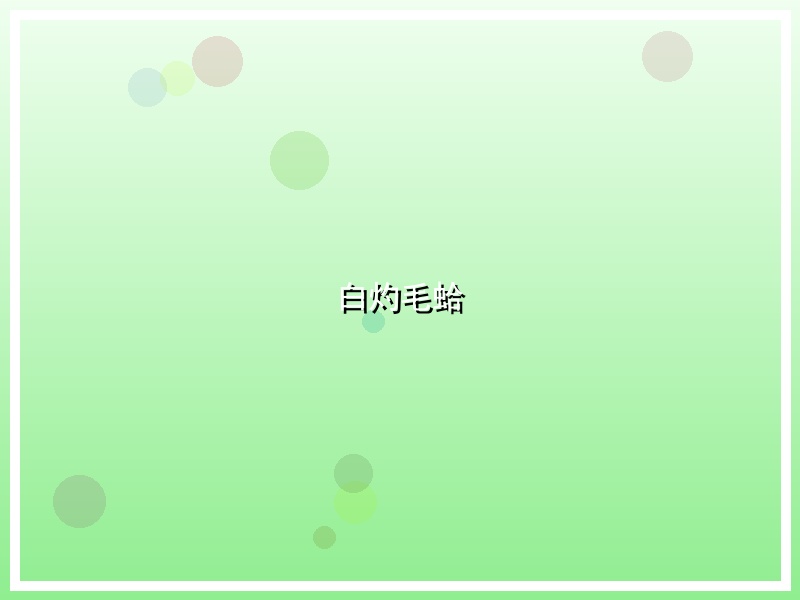白灼毛蛤