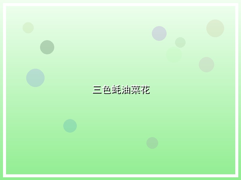 三色蚝油菜花